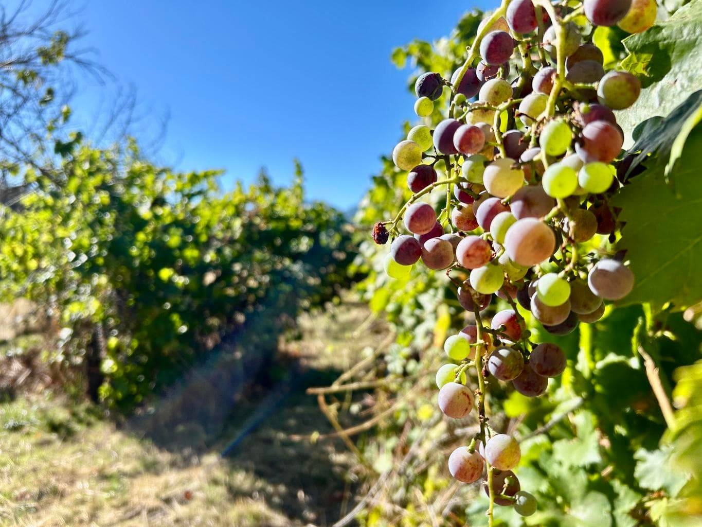 Photo of 2864 Griffin Creek 4 of 29