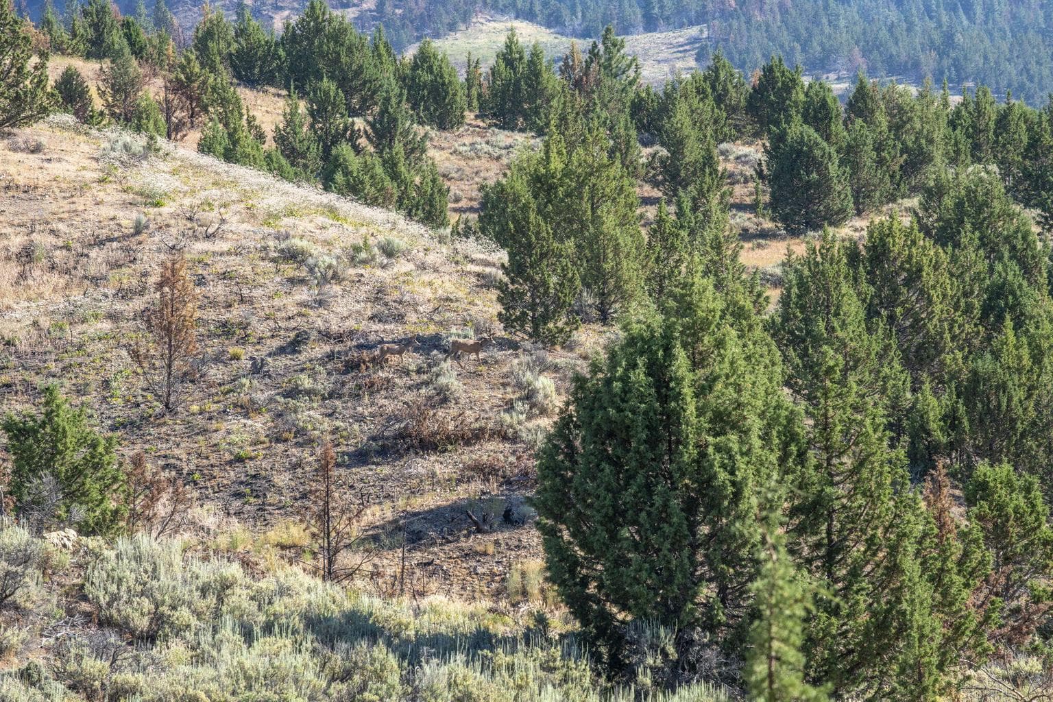 Photo of 32500 SE Tackman Road 50 of 113