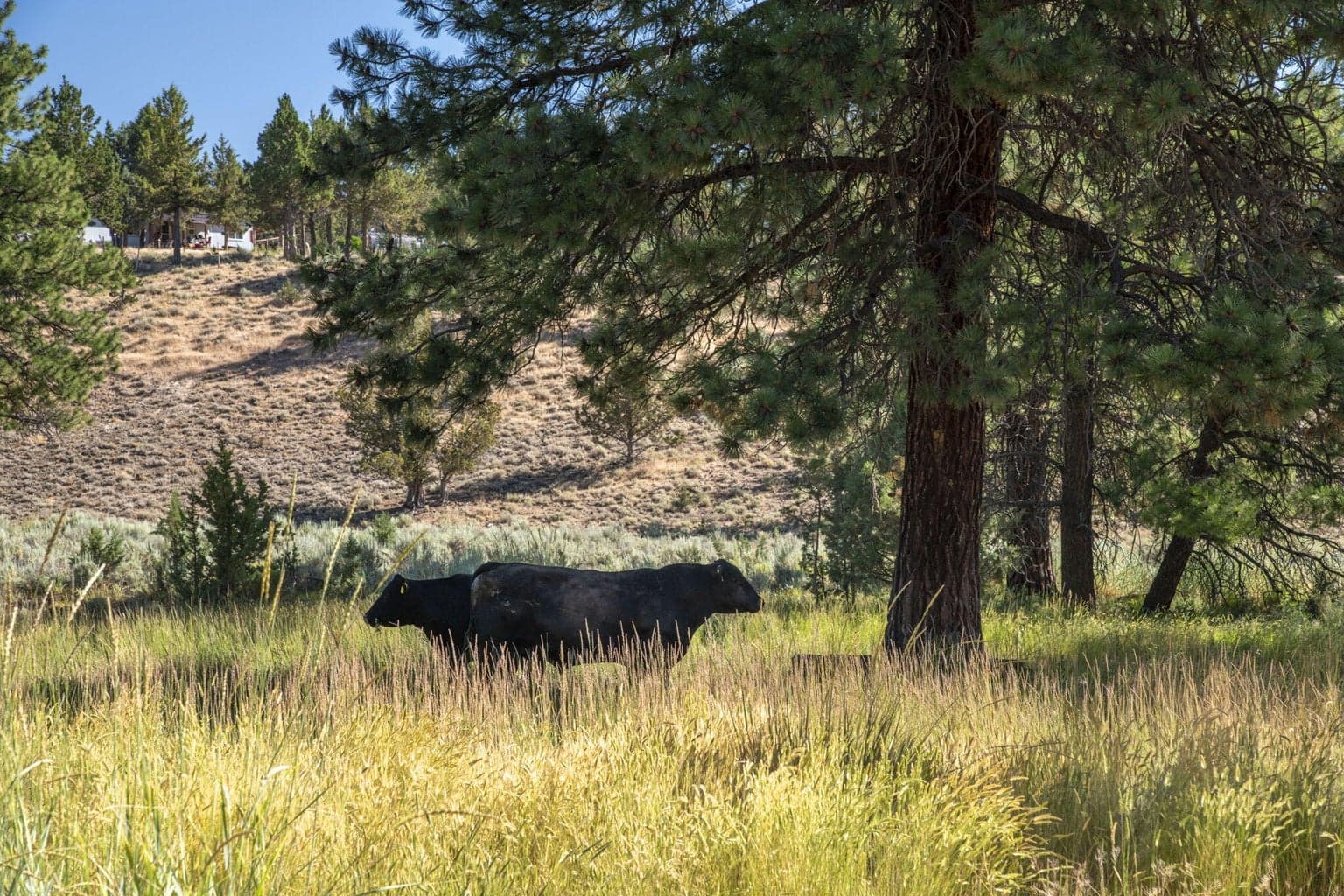 Photo of 32500 SE Tackman Road 68 of 113