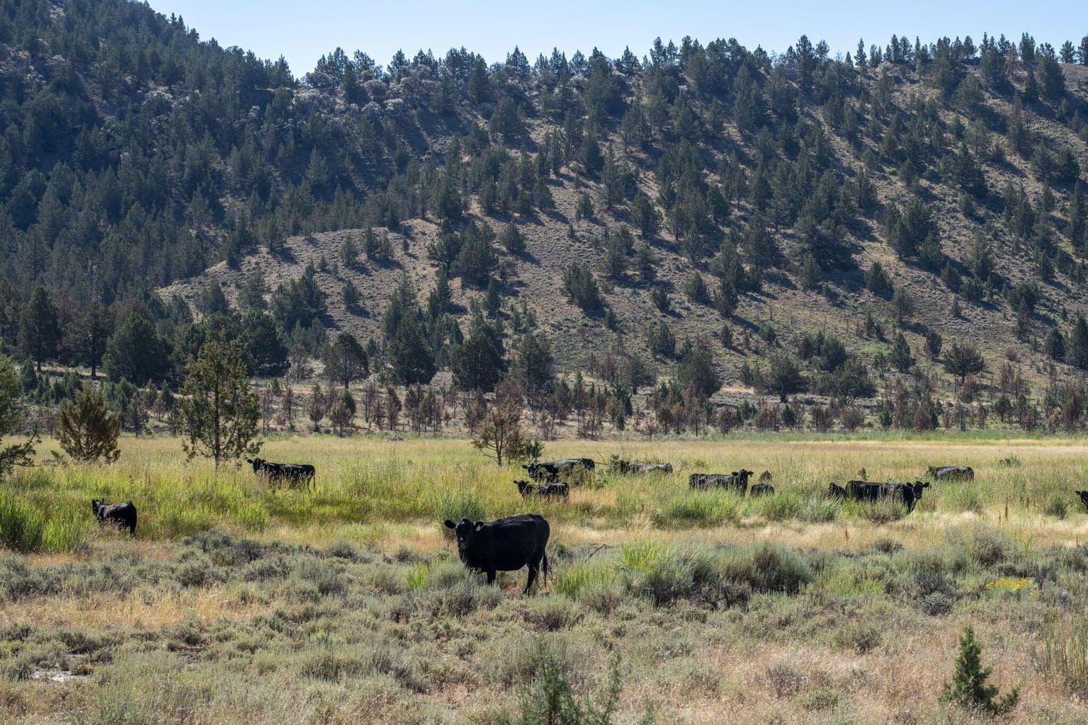Photo of 32500 SE Tackman Road 69 of 113