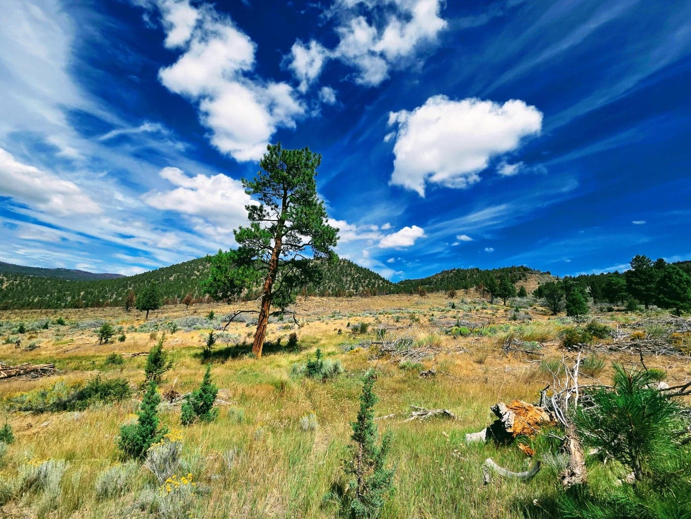 Photo of 32500 SE Tackman Road 81 of 113