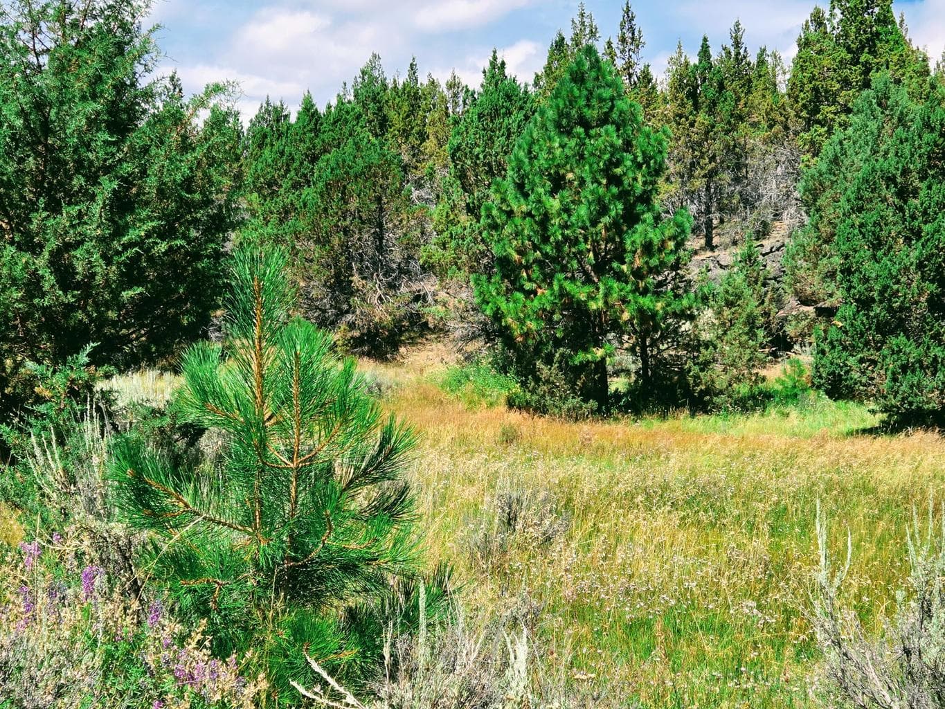 Photo of 32500 SE Tackman Road 85 of 113