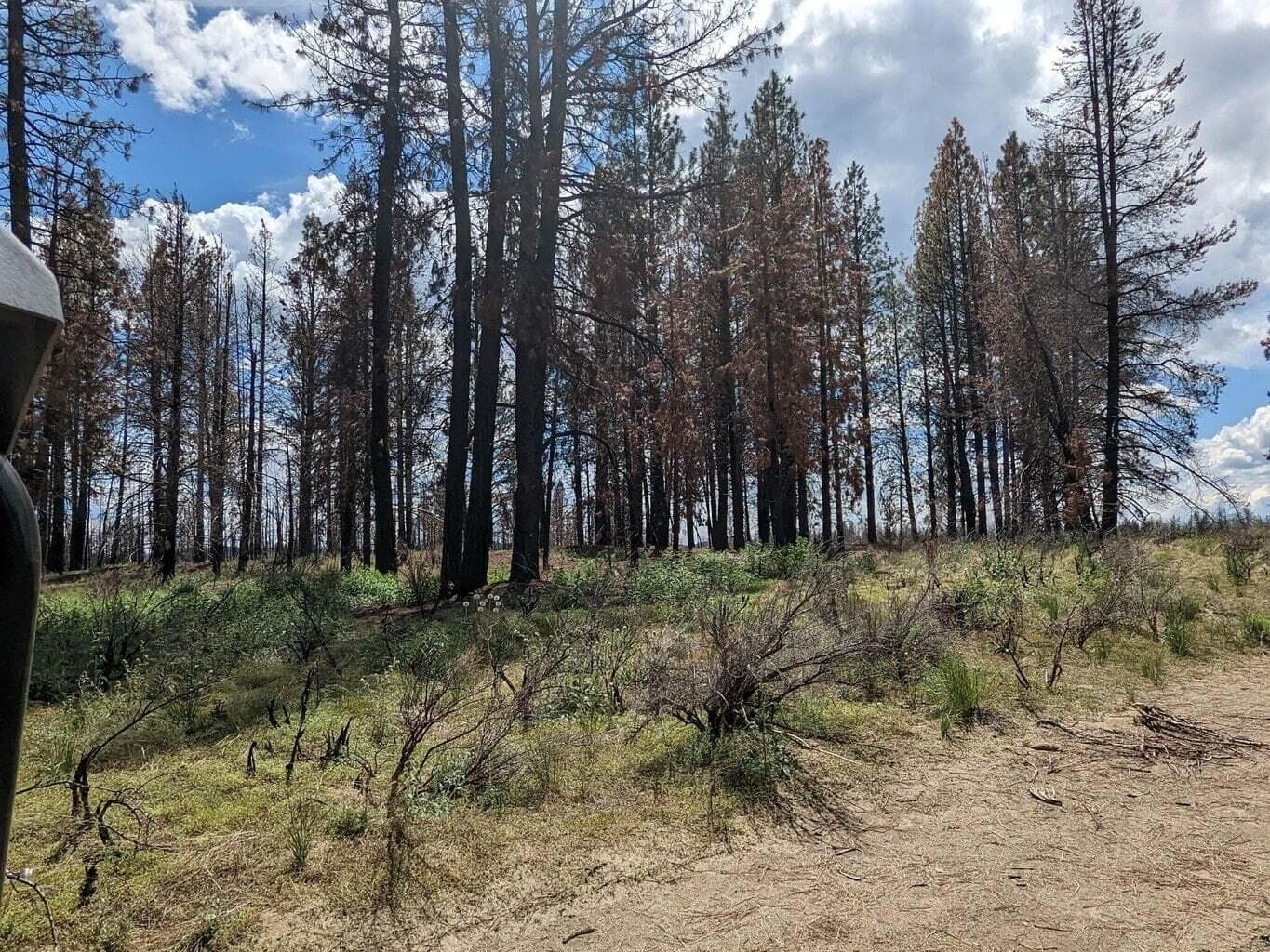 0 Bull Pine