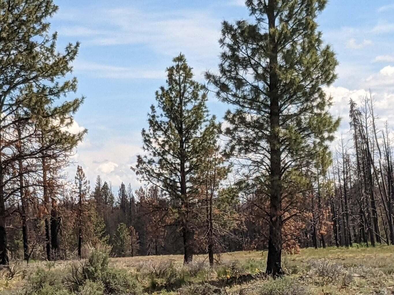 Photo of 0 Bull Pine 2 of 6