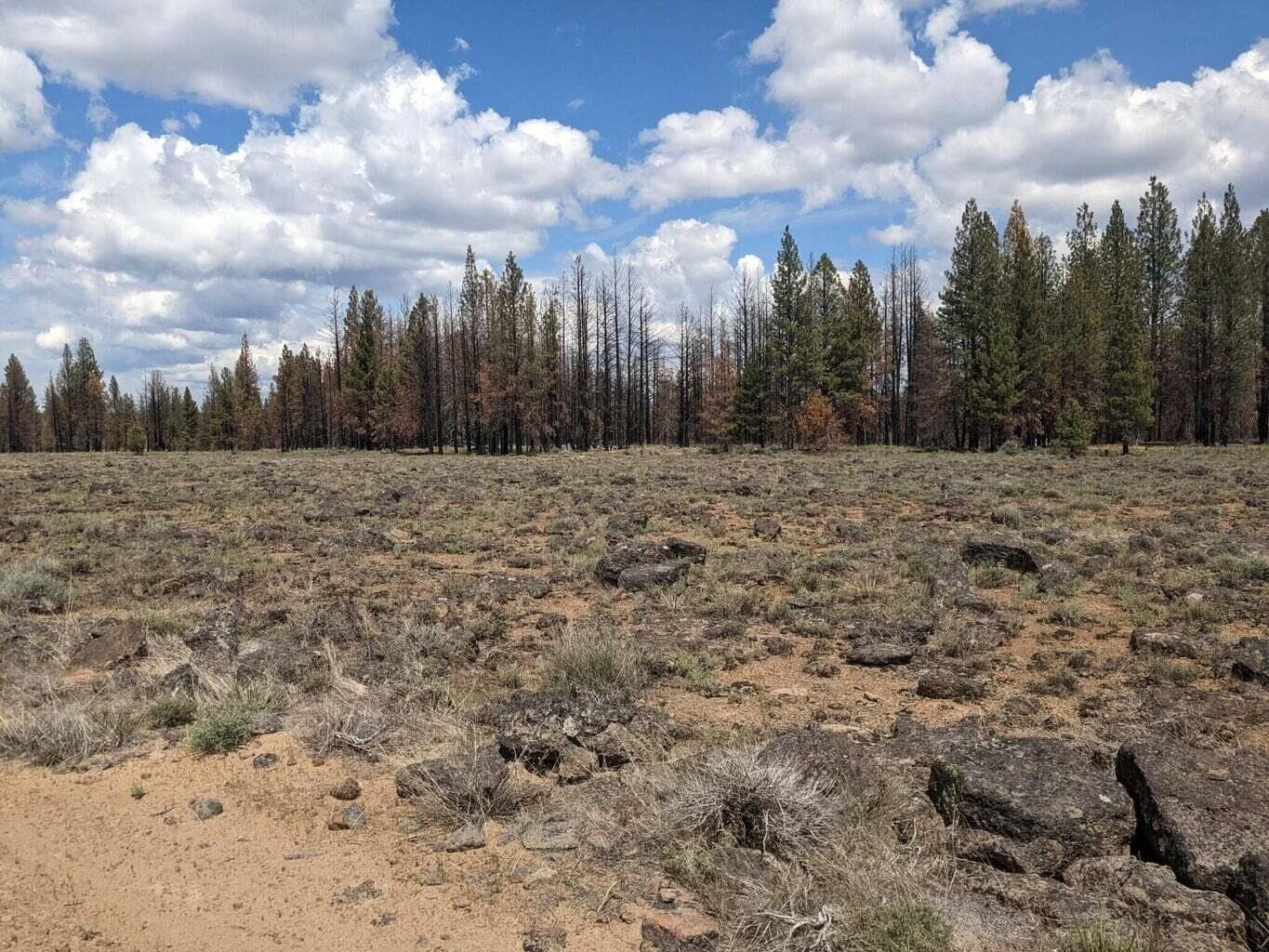 Photo of 0 Bull Pine 3 of 6