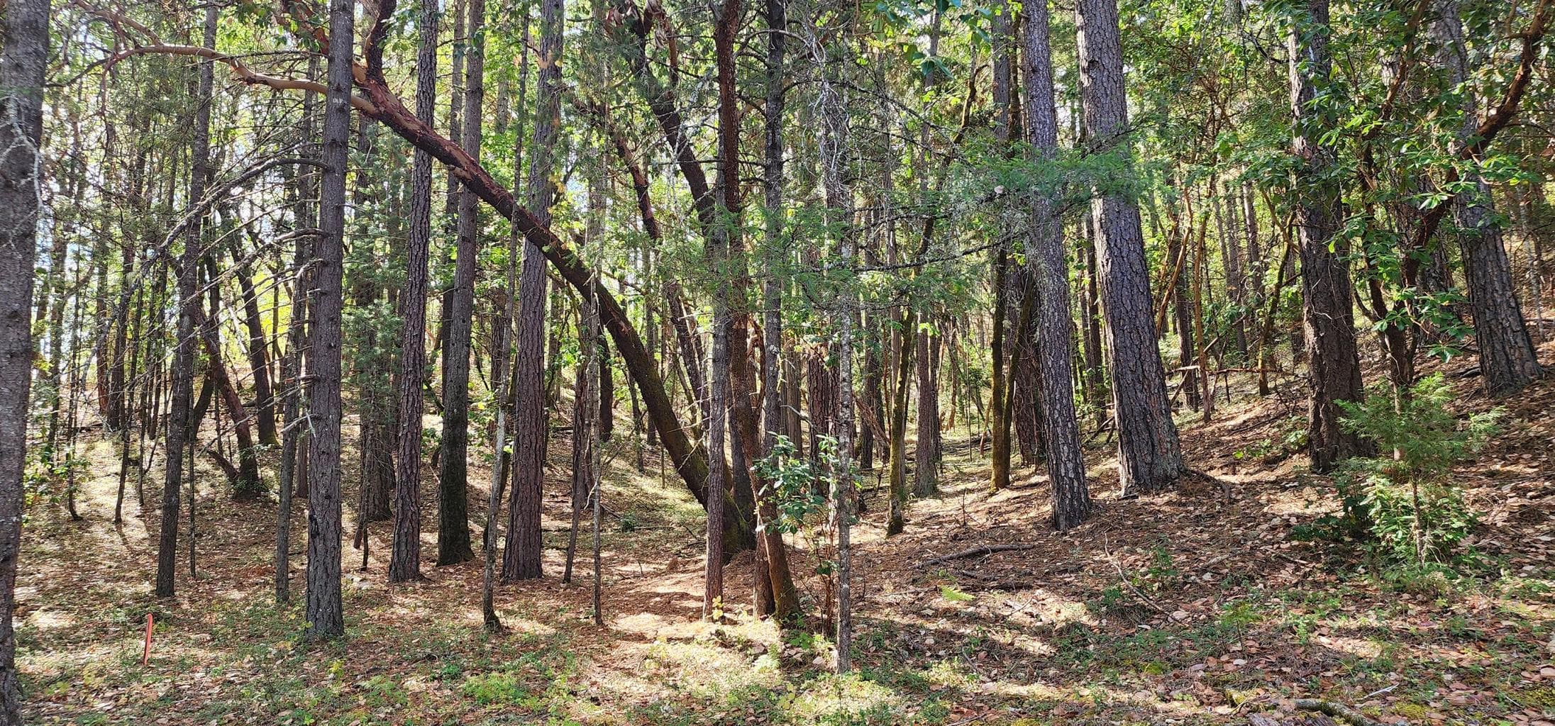 Pinecrest