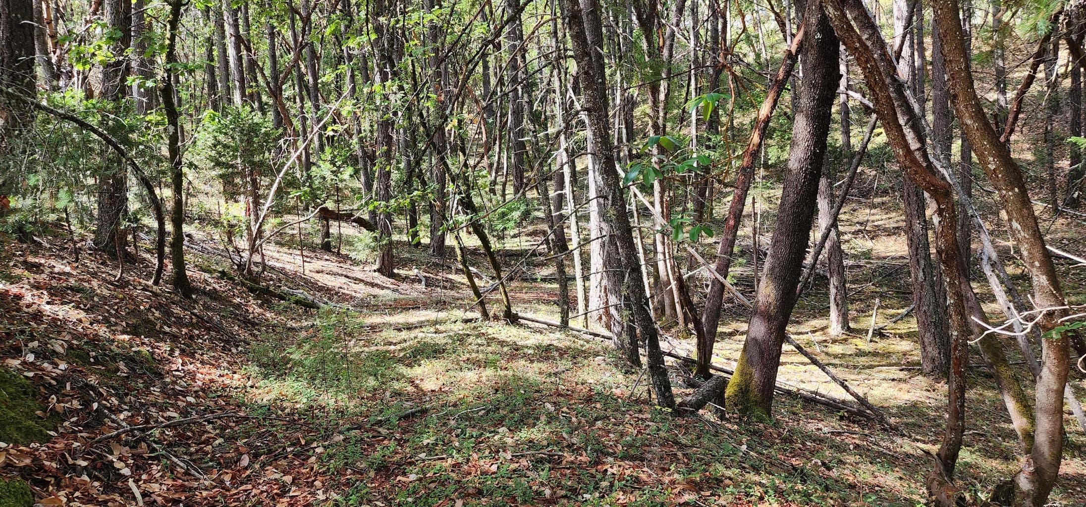 Photo of Pinecrest 2 of 20