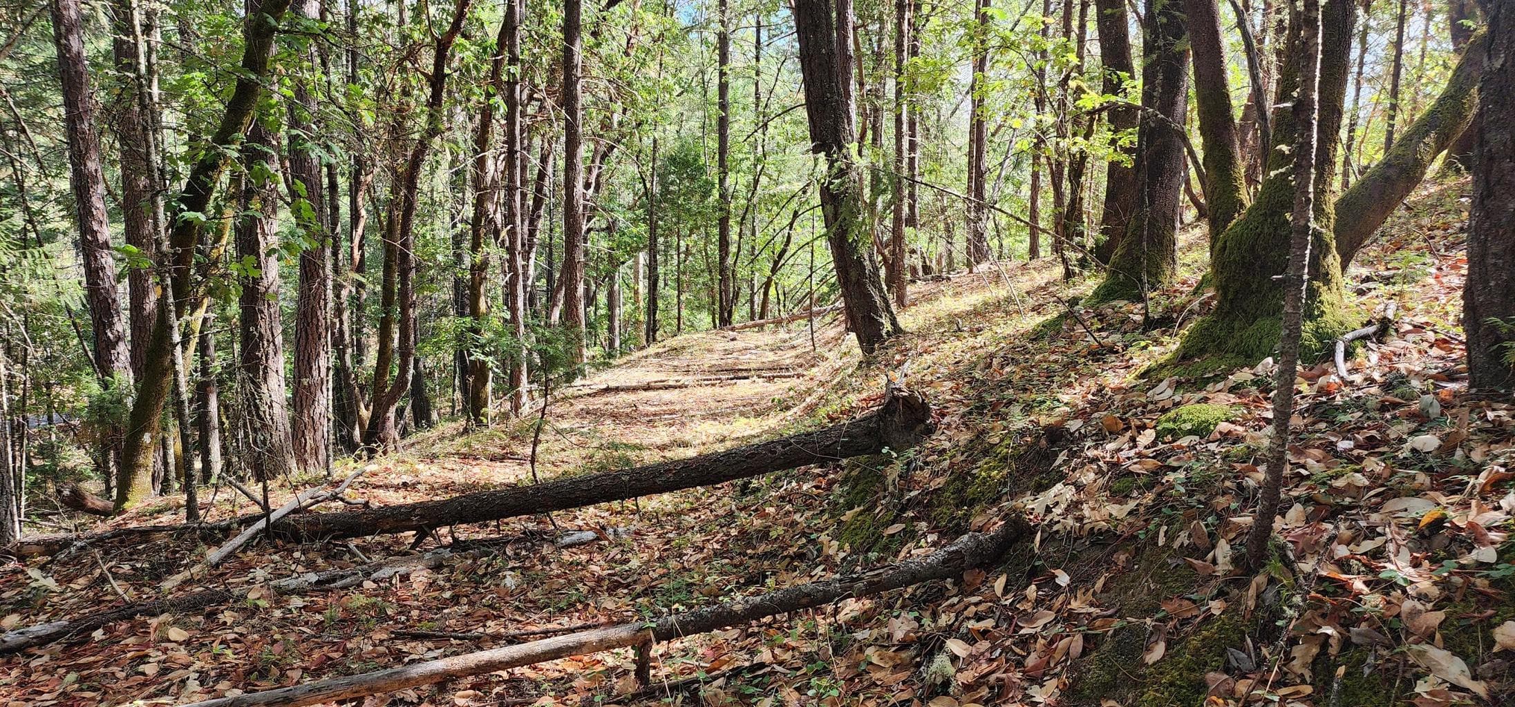 Photo of Pinecrest 3 of 20