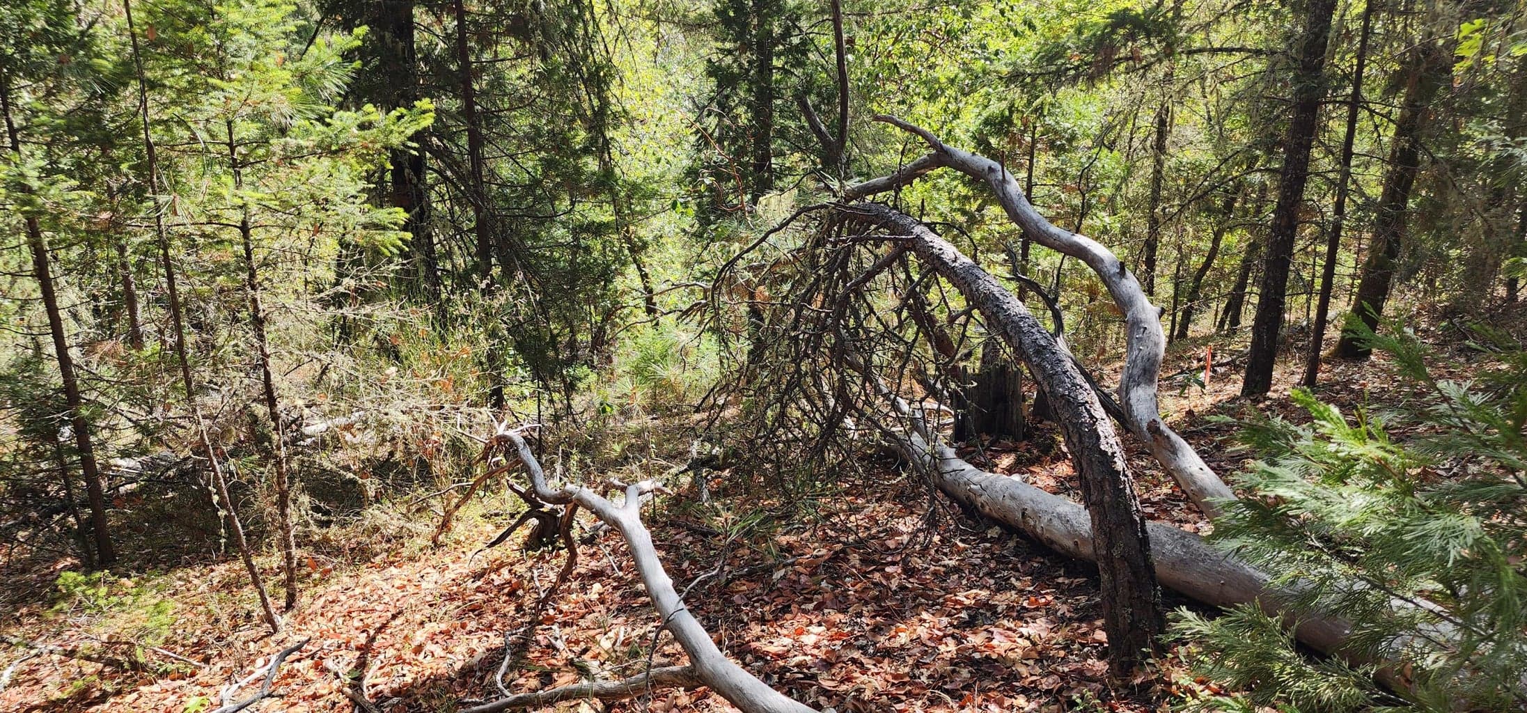 Photo of Pinecrest 4 of 20