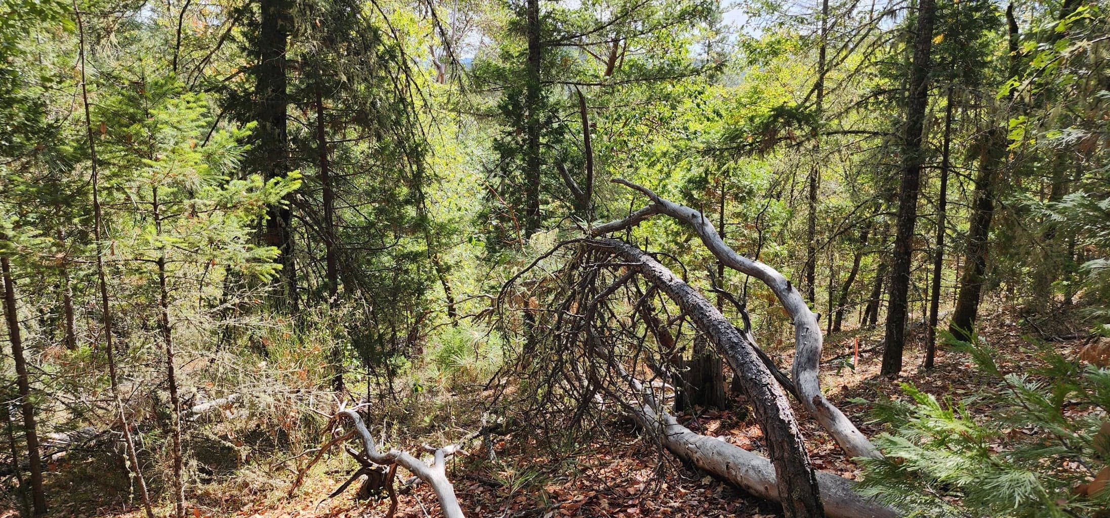 Photo of Pinecrest 5 of 20