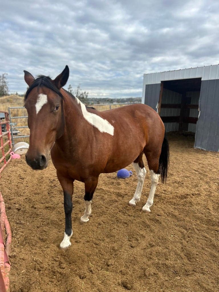 Run in with a friendly horse