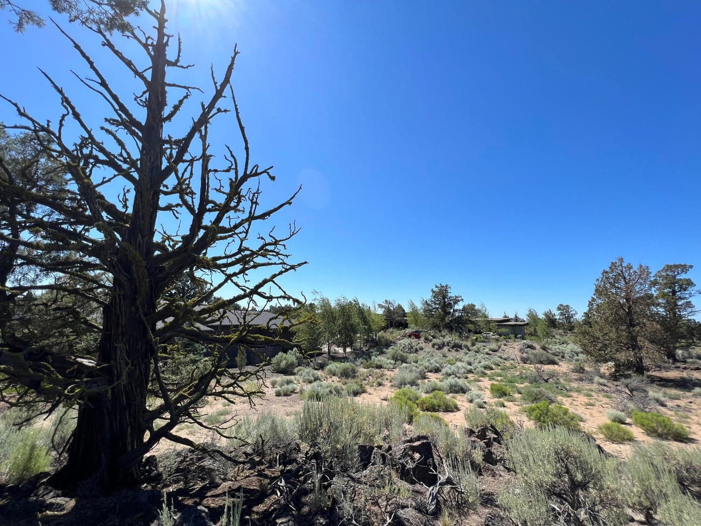 22957 Ghost Tree