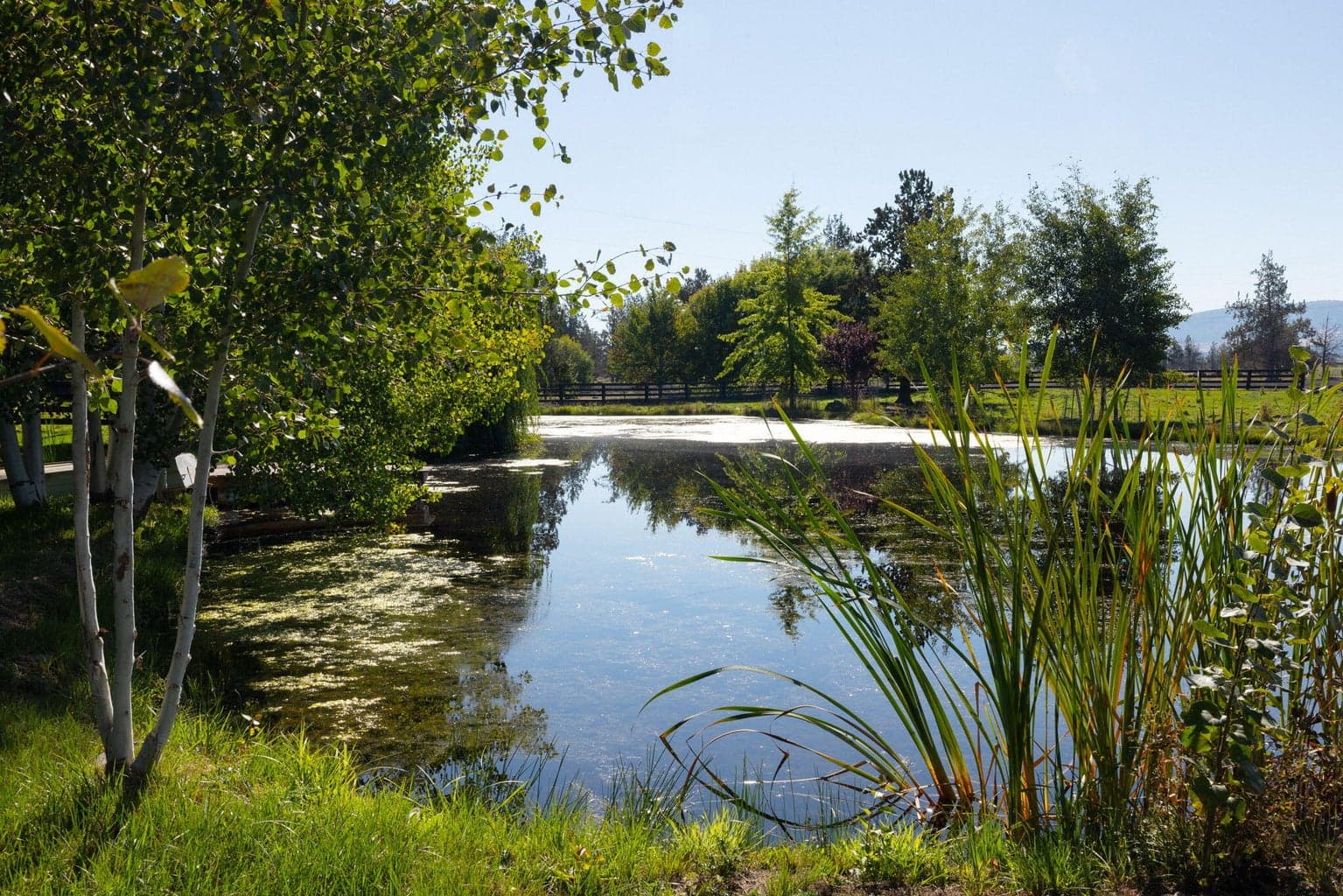 main pond