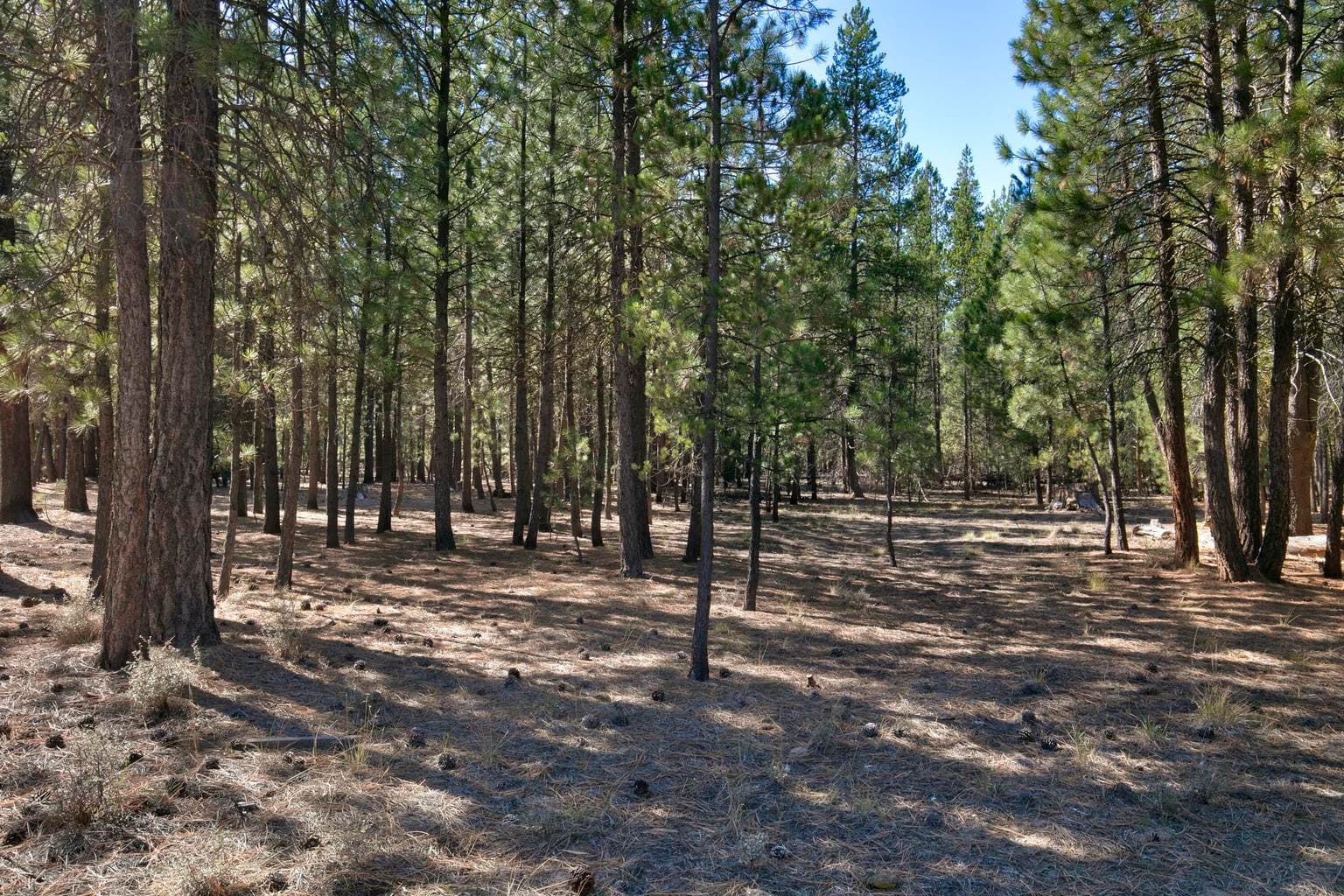 Photo of 51915 Swiss Pine 2 of 13