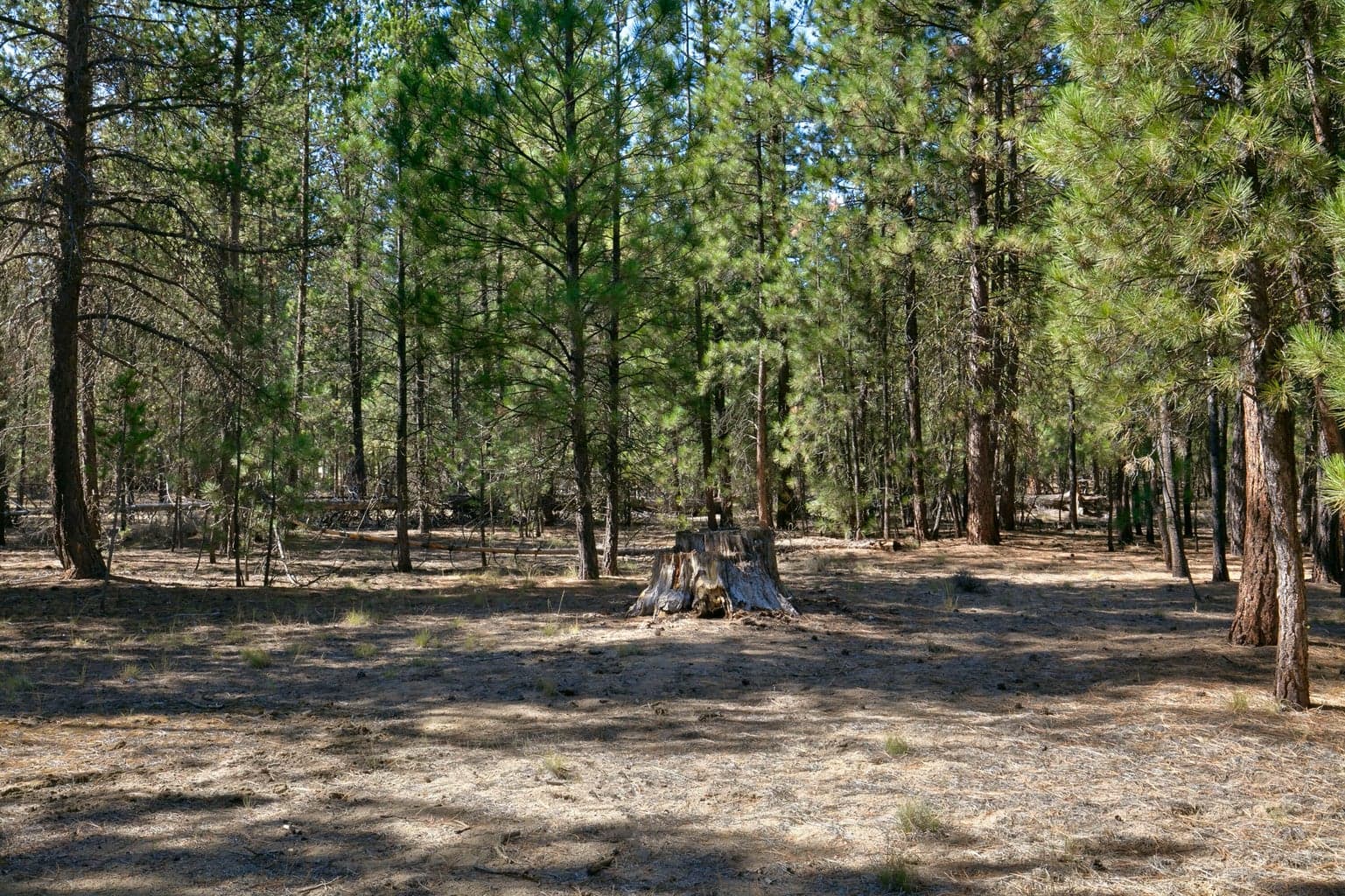Photo of 51915 Swiss Pine 3 of 13