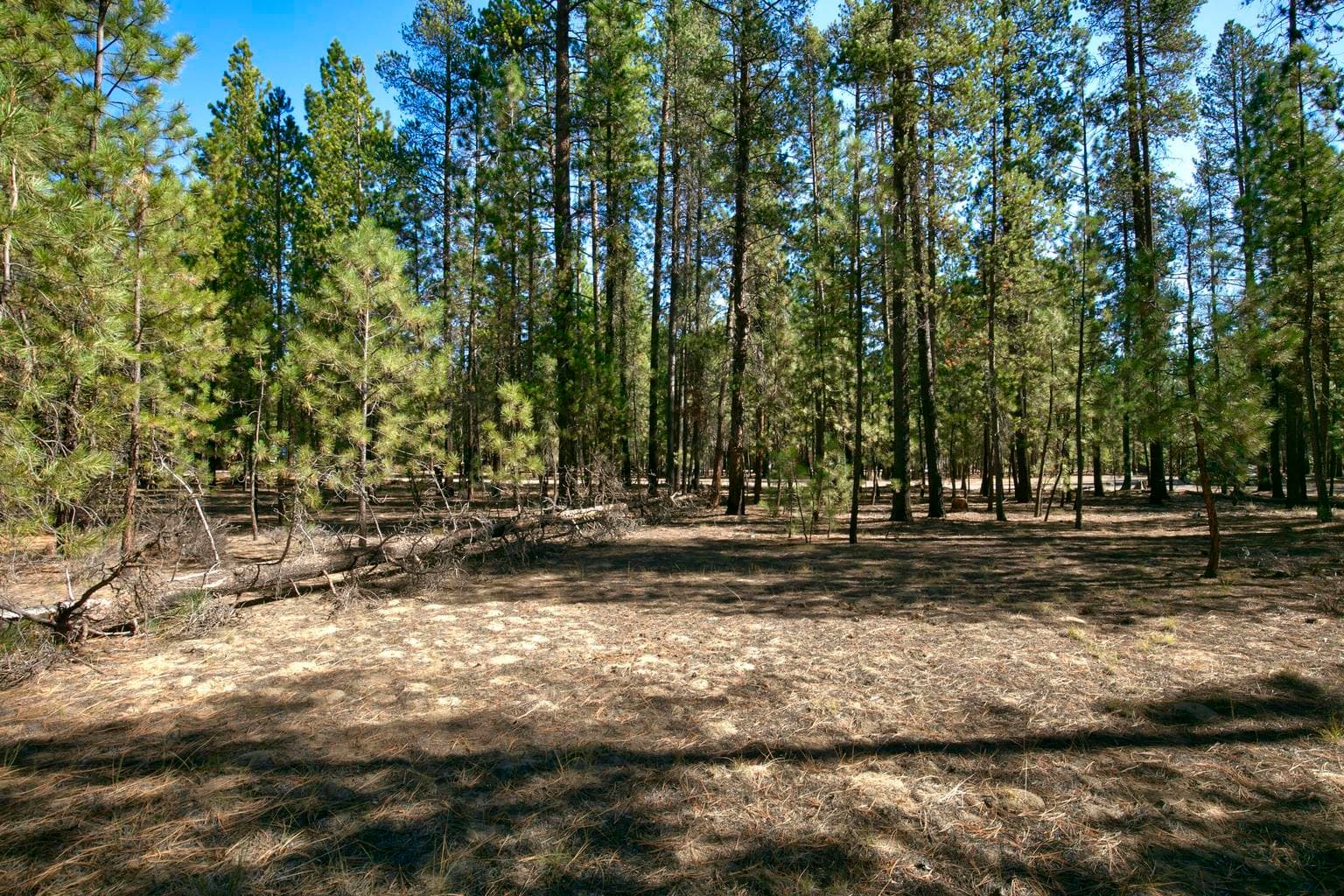 Photo of 51915 Swiss Pine 5 of 13