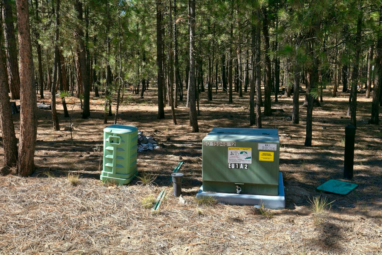 Photo of 51915 Swiss Pine 6 of 13