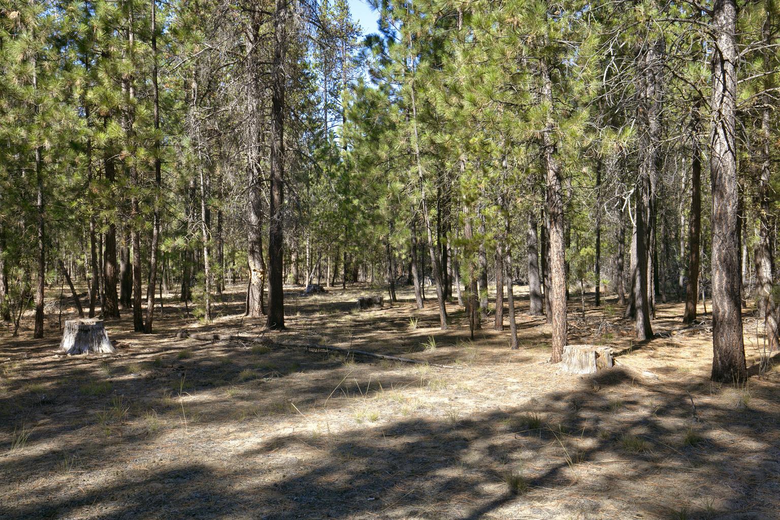 Photo of 51915 Swiss Pine 8 of 13