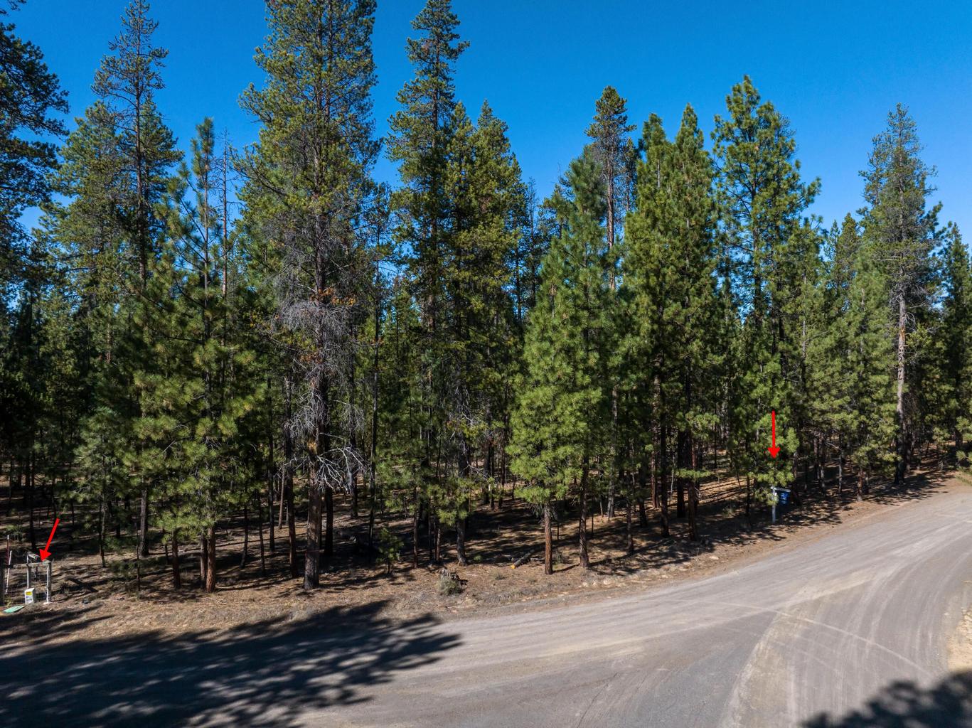Photo of 51915 Swiss Pine 12 of 13