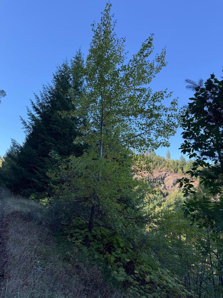 Photo of 160 Birdseye Cr 4 of 18