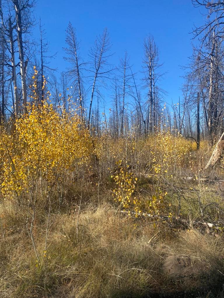 0 Bull Pine
