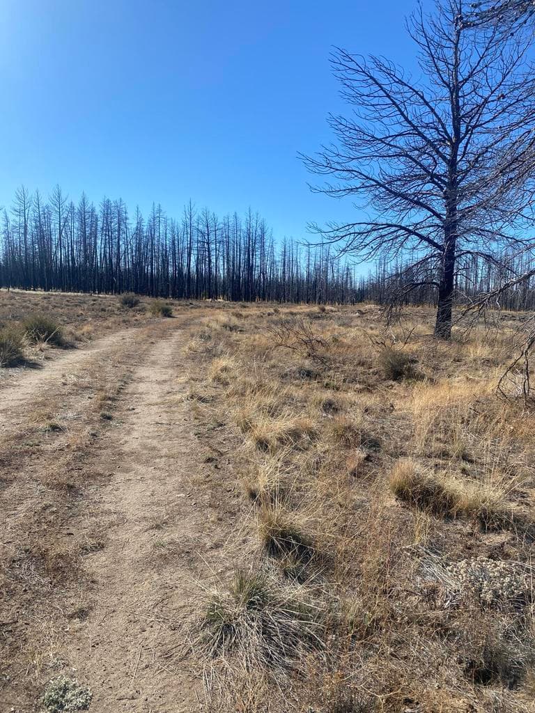 Photo of 0 Bull Pine 3 of 14