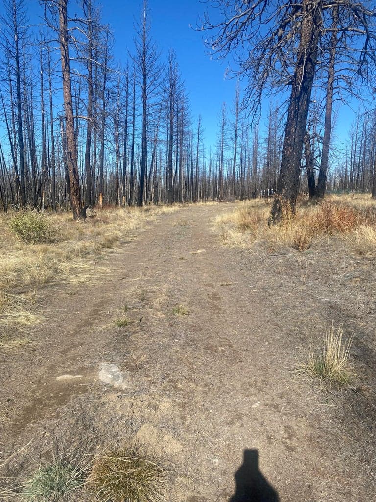 Photo of 0 Bull Pine 4 of 14