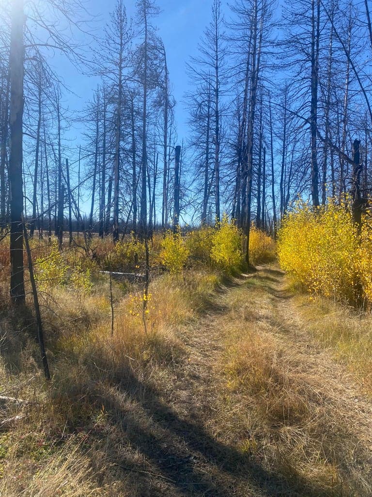 Photo of 0 Bull Pine 5 of 14