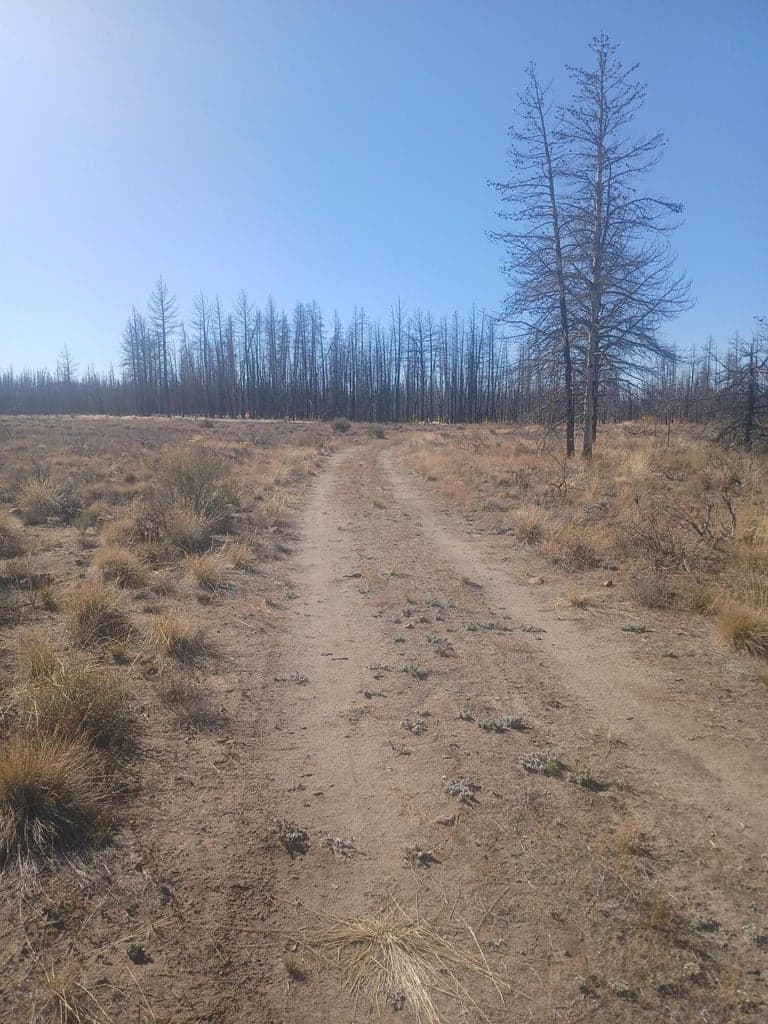Photo of 0 Bull Pine 2 of 14