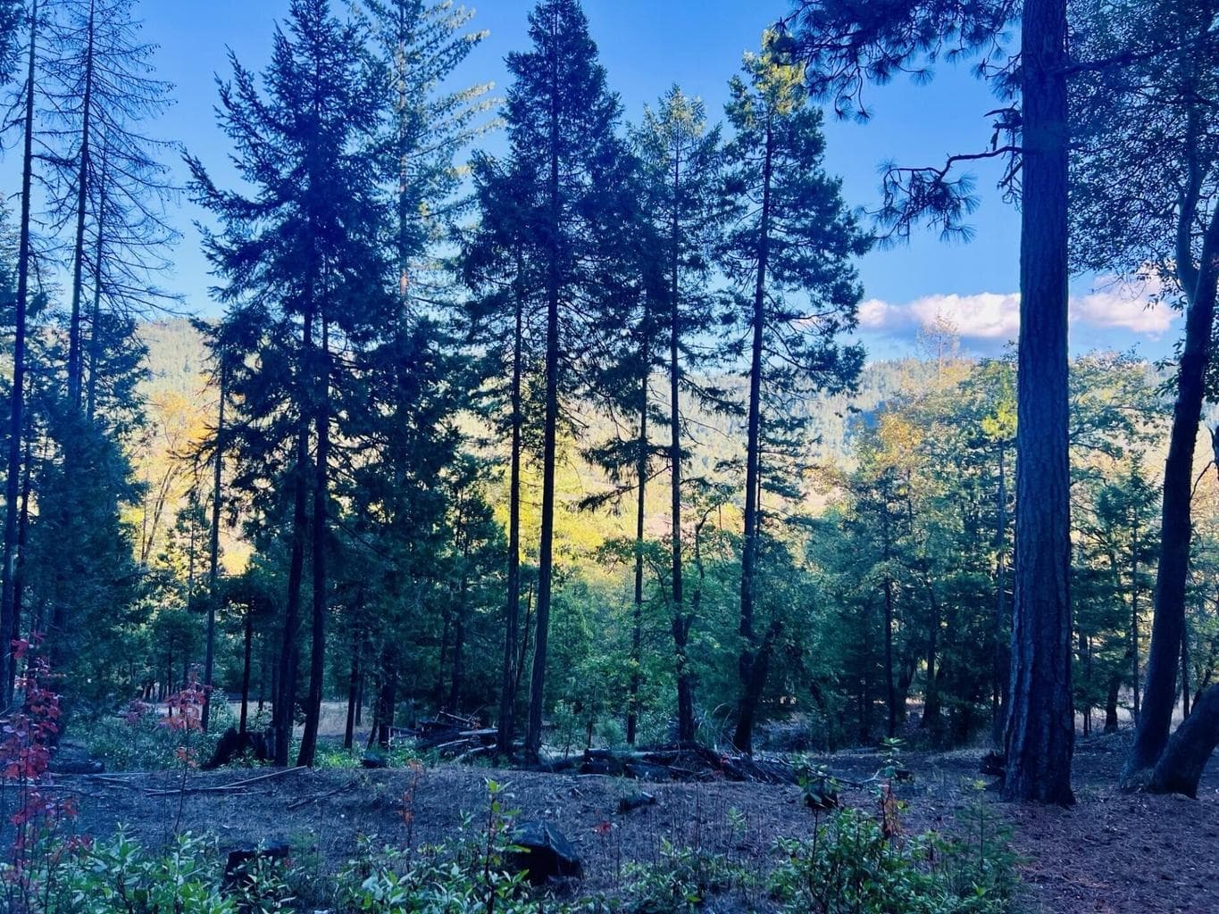 501 Elder Mill, Trail, 97541