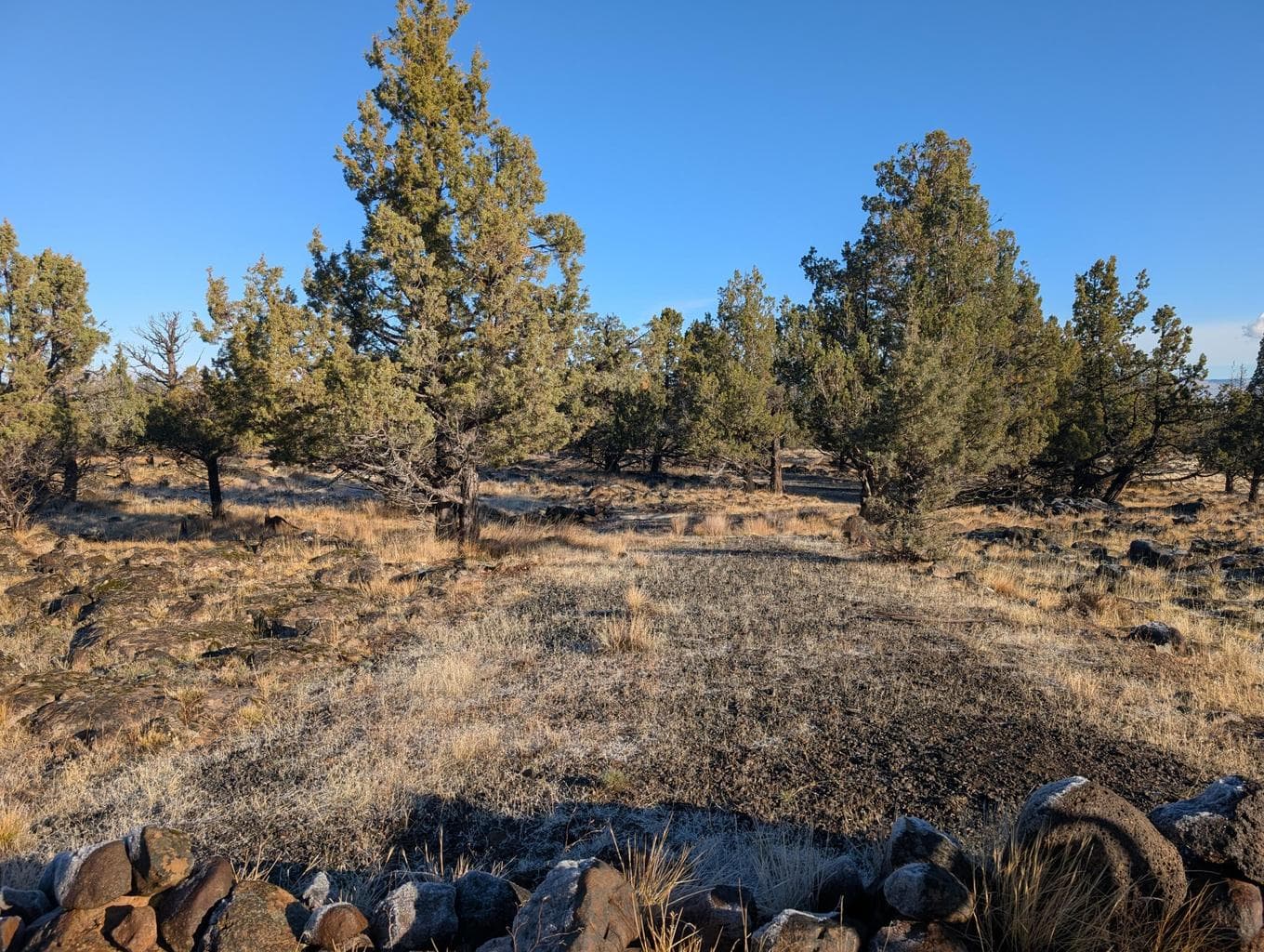 Cedar Trails