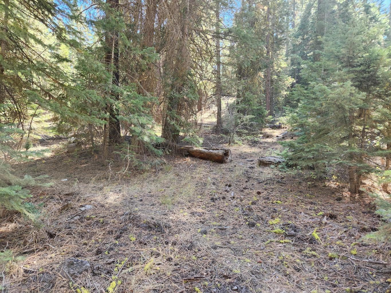 Photo of Kodiak 2 of 6