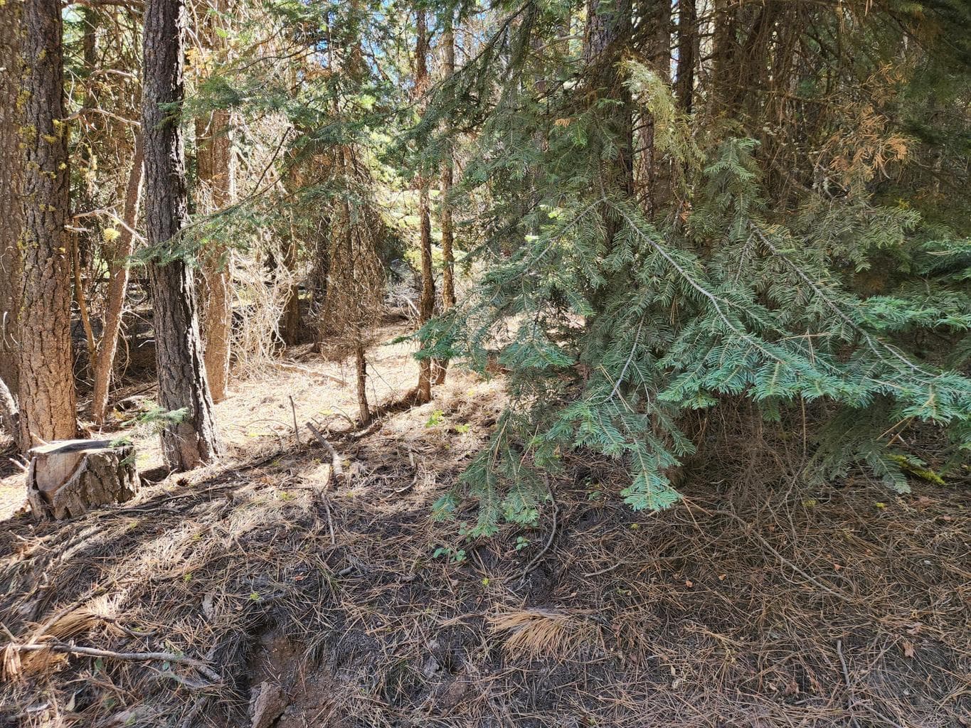 Photo of Kodiak 3 of 6