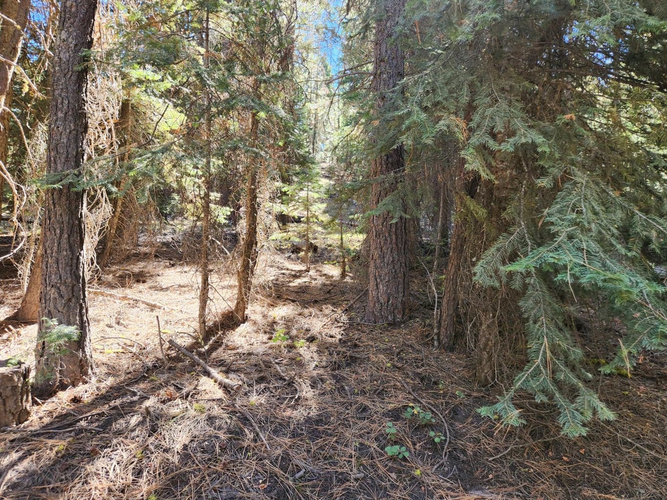 Photo of Kodiak 4 of 6