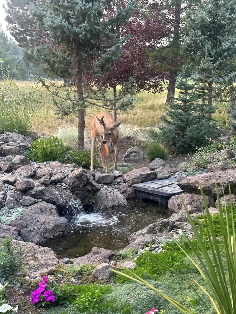 Tranquil moments abound in this beautifully landscaped setting, where local wildlife often stop by for a drink at the peaceful water feature. Surrounded by mature pines and vibrant plantings, the backyard feels like your own private nature retreat — a perfect blend of serenity and natural beauty.