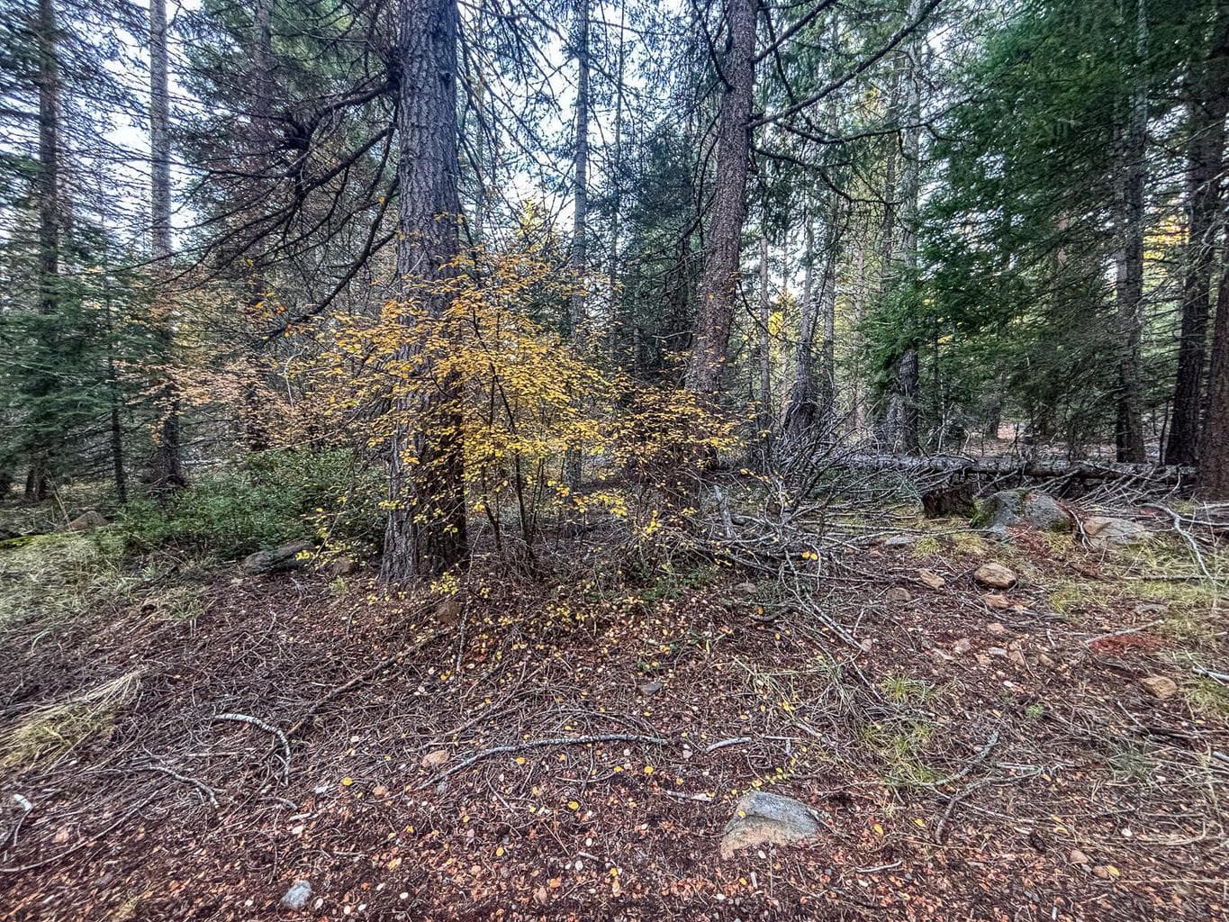 Photo of 0 Coos-Ta 4 of 5