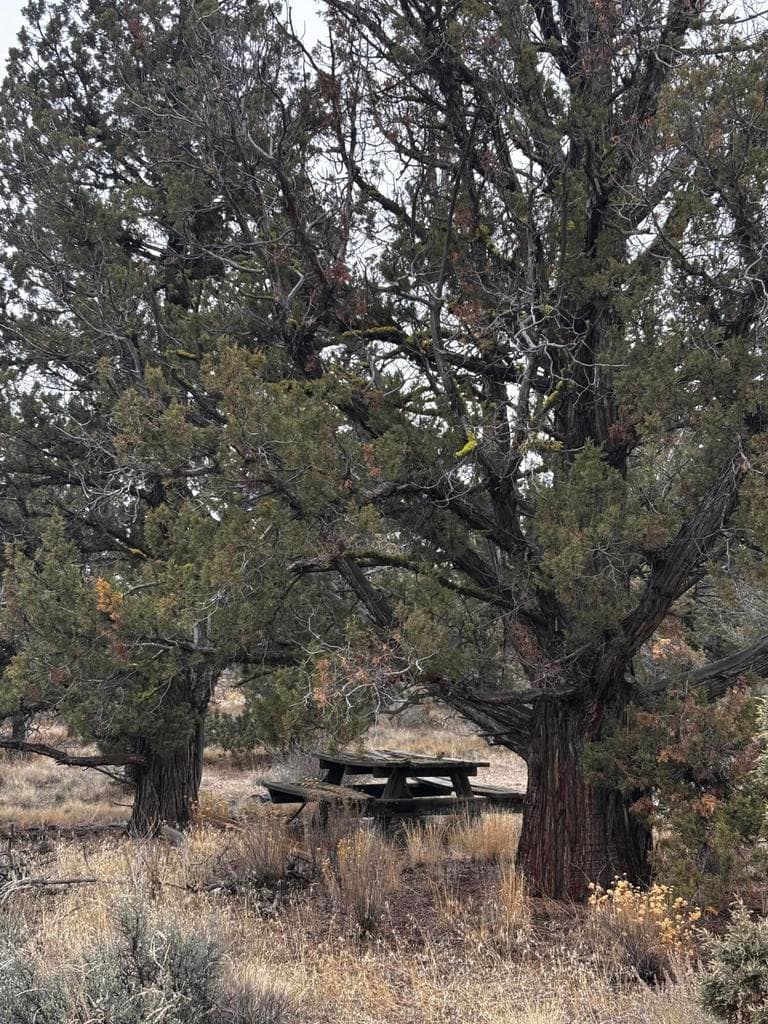 Photo of 14794 Crow 5 of 10