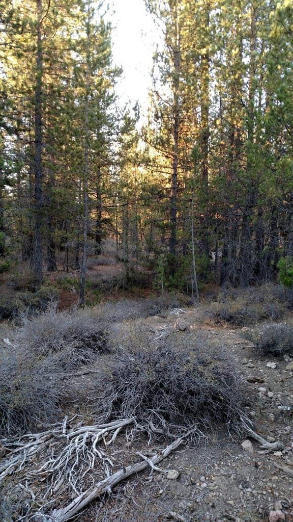 Photo of 4800 Bear Flat (NF 86) 4 of 8