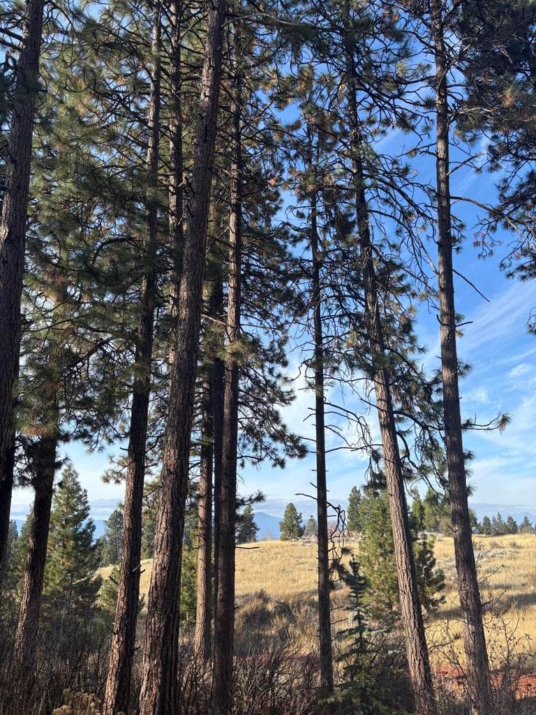Photo of Maidu 4 of 13
