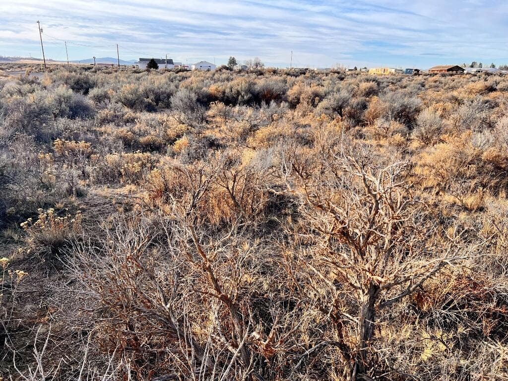 Photo of Thorn 4 of 16