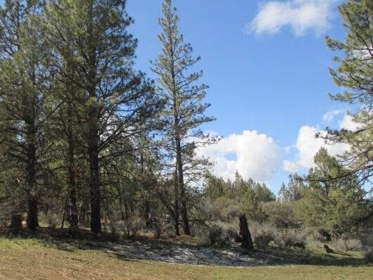 Photo of Partin 3 of 8