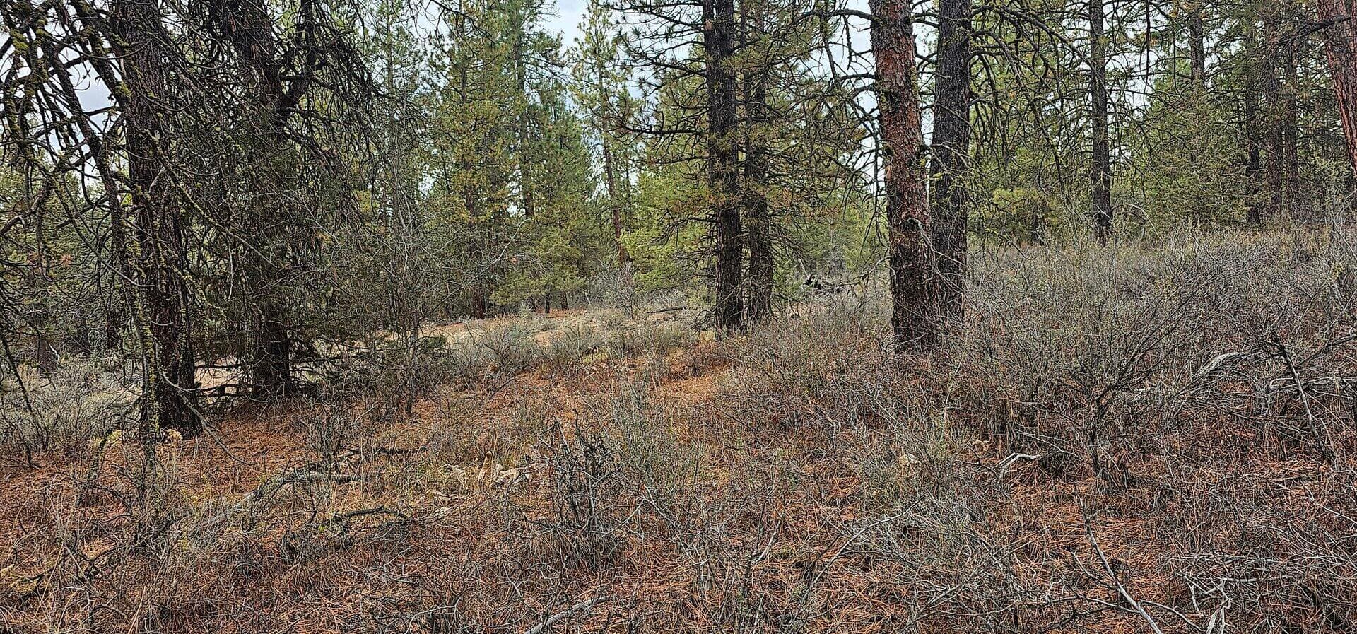 Photo of Grizzly 2 of 7