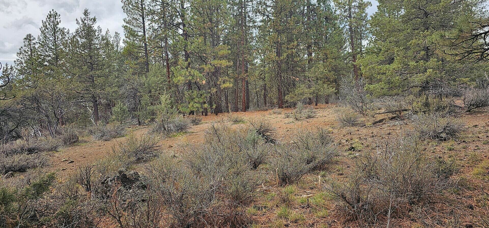 Photo of Grizzly 3 of 7