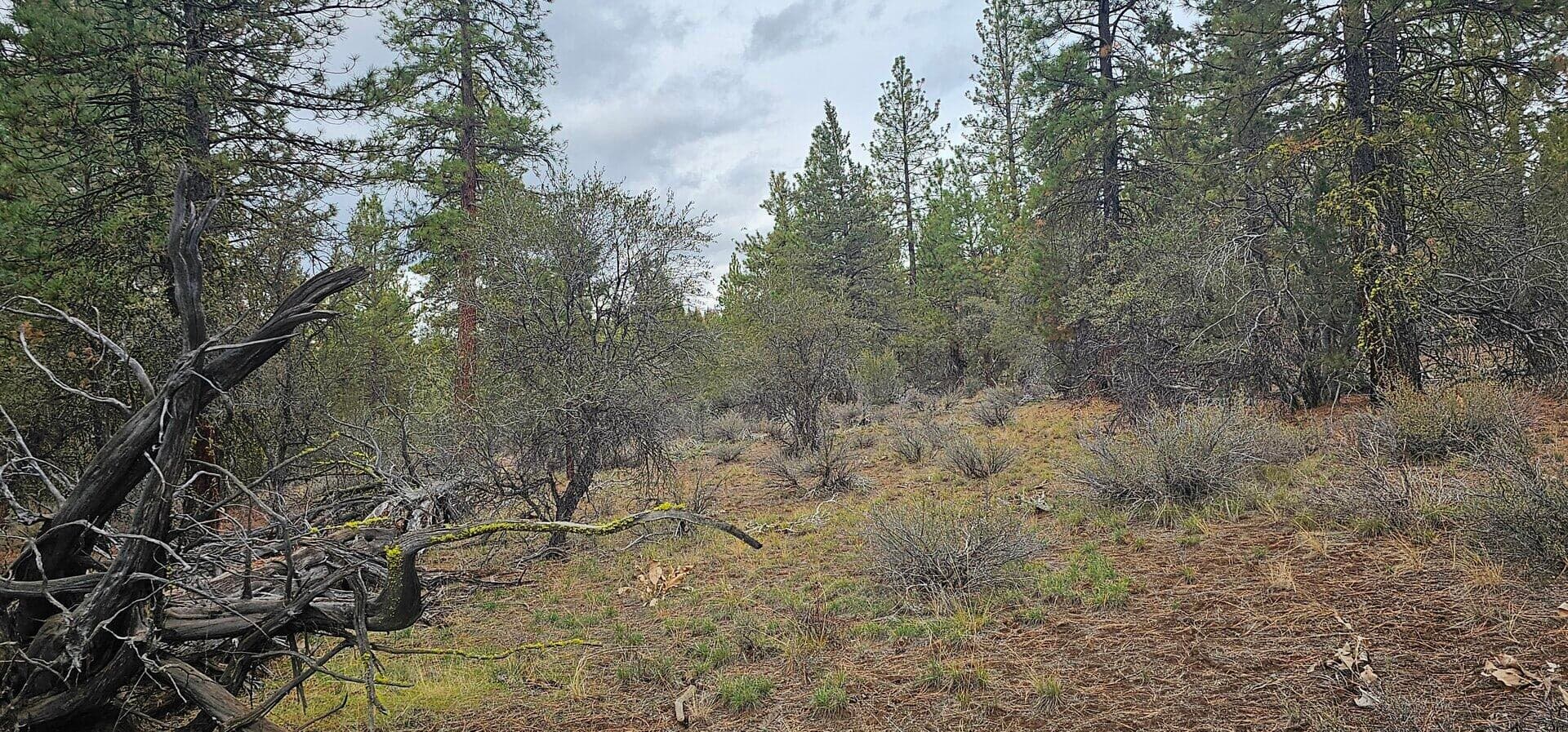 Photo of Grizzly 4 of 7
