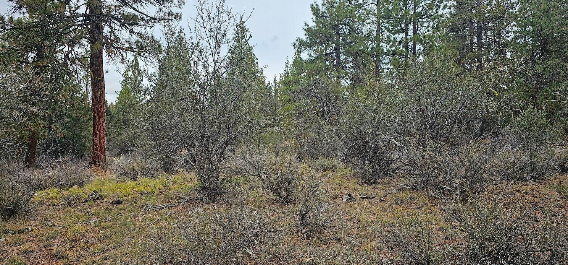 Photo of Grizzly 5 of 7