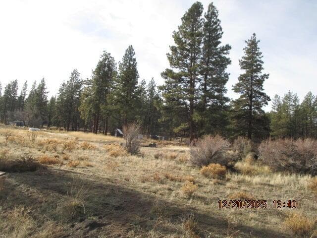 0 Flamingo, Bonanza, 97623