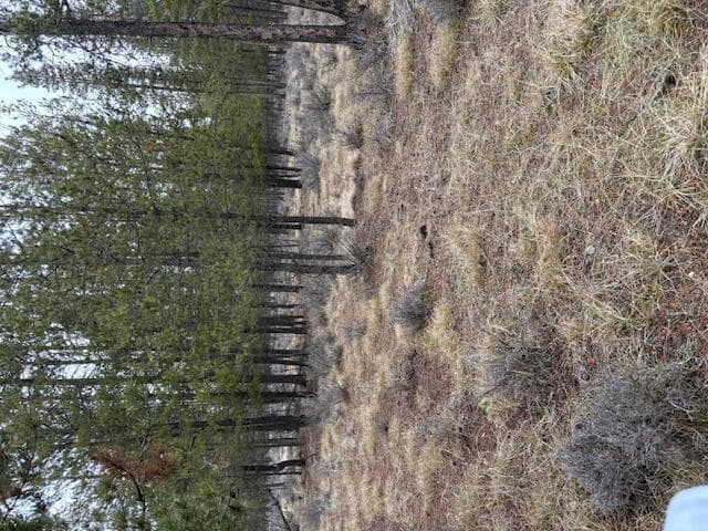 Photo of Sun Forest 3 of 20