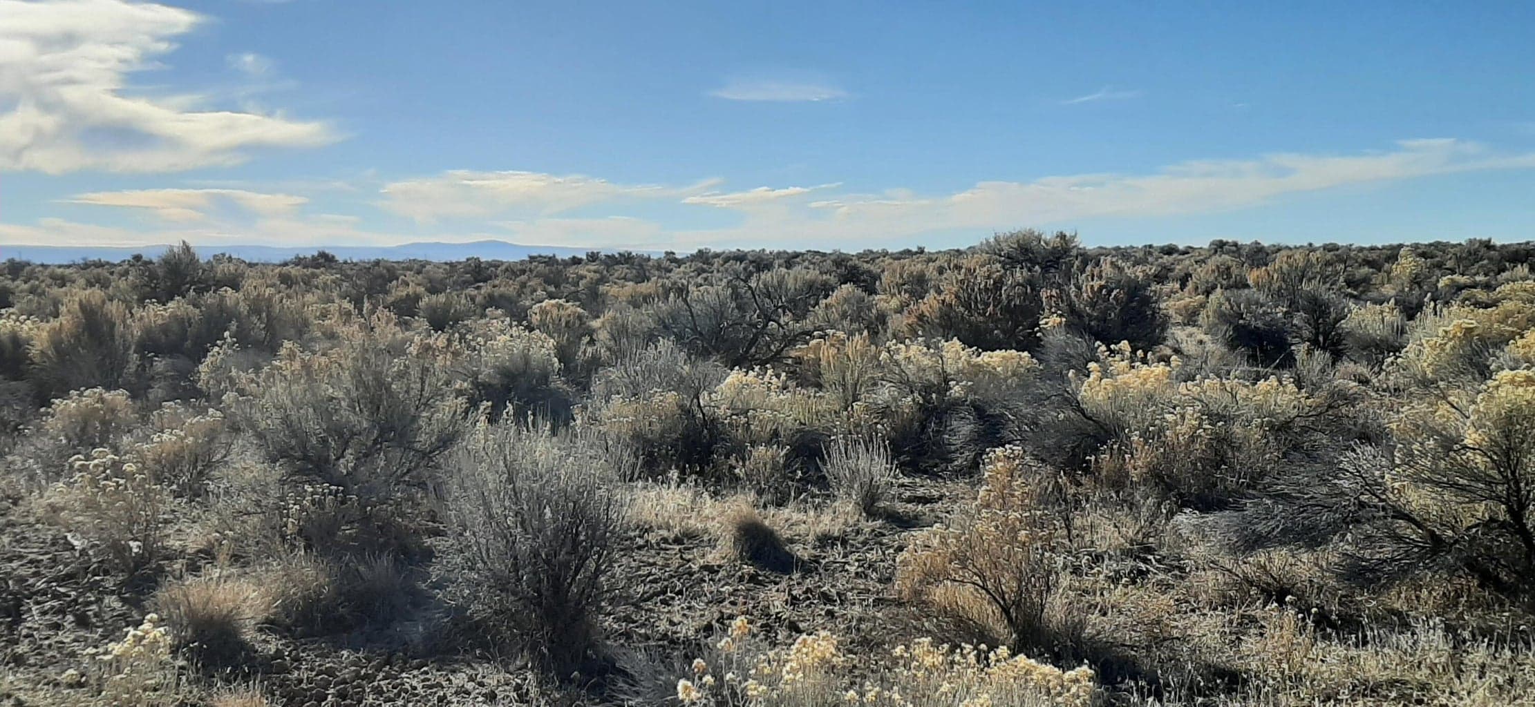 Photo of Off Lost Forest Rd 5 of 10