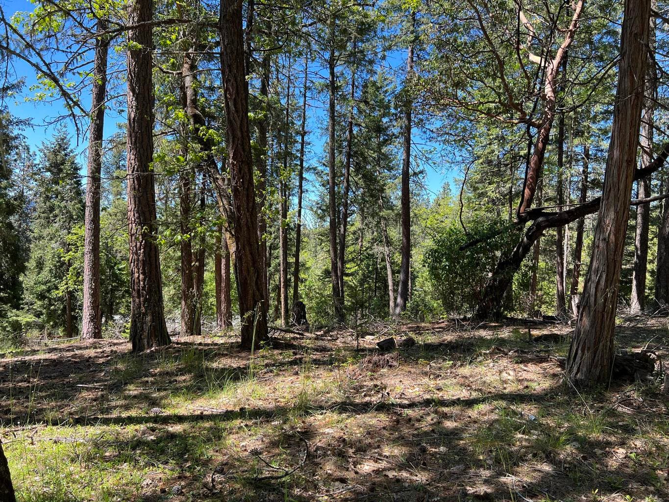00348 Flounce Rock
