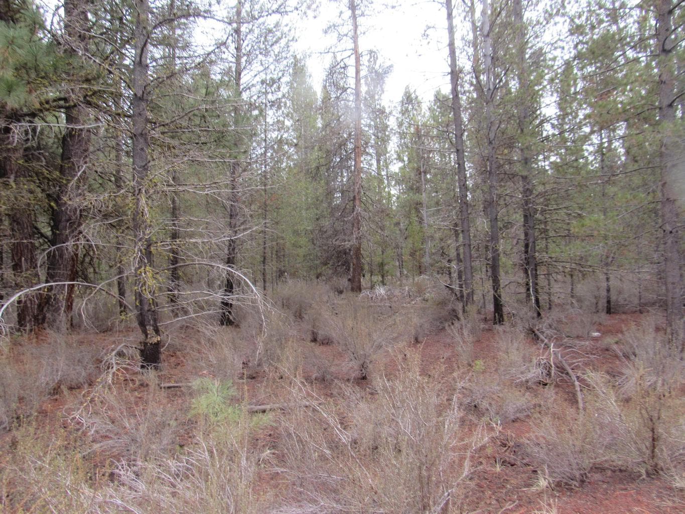 Lots of Pines